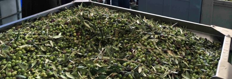 Abril dobla la producción de su aceite 100% gallego