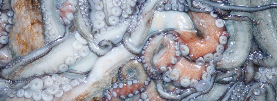 Comienza la extracción de pulpo, nécora y bogavante