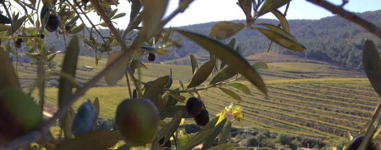 Altos de Torona comienza la recolección de su oliva