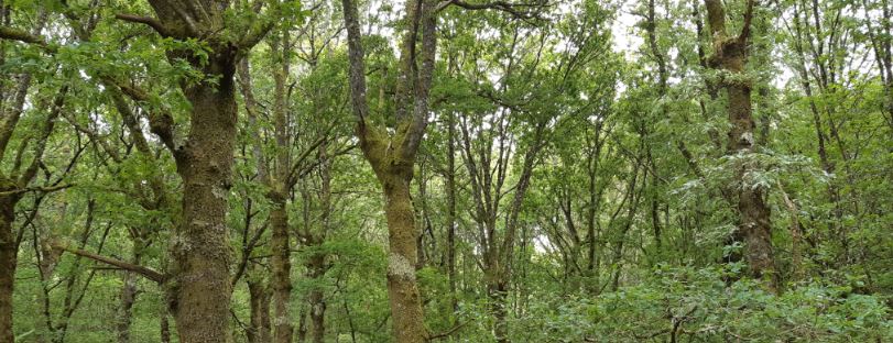 Antas de Ulla acogerá el gran parque central de Galicia