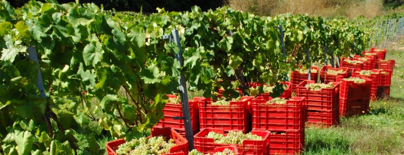 La vendimia llega con novedades en el Ribeiro