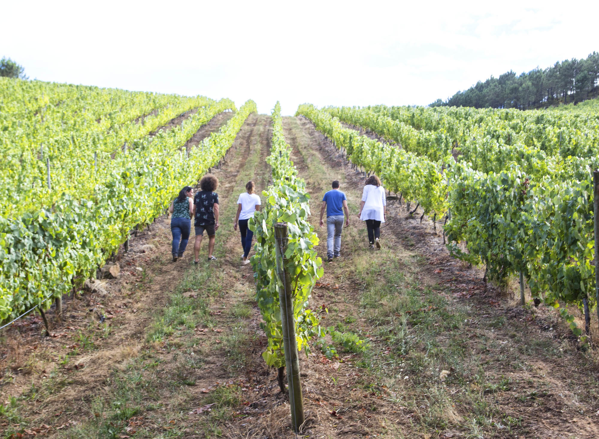 vino rias baixas