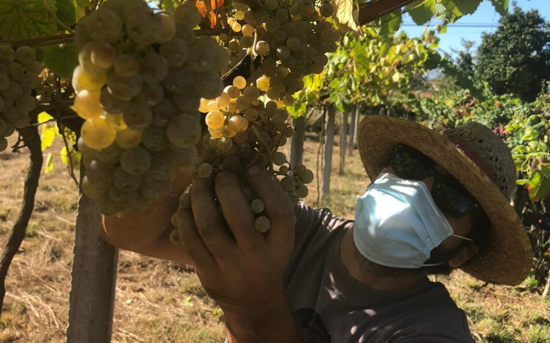 vendimia rías baixas