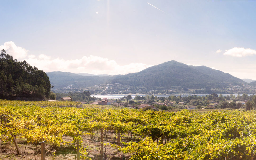 La DO Rías Baixas opta a ser la región vitivinícola del año