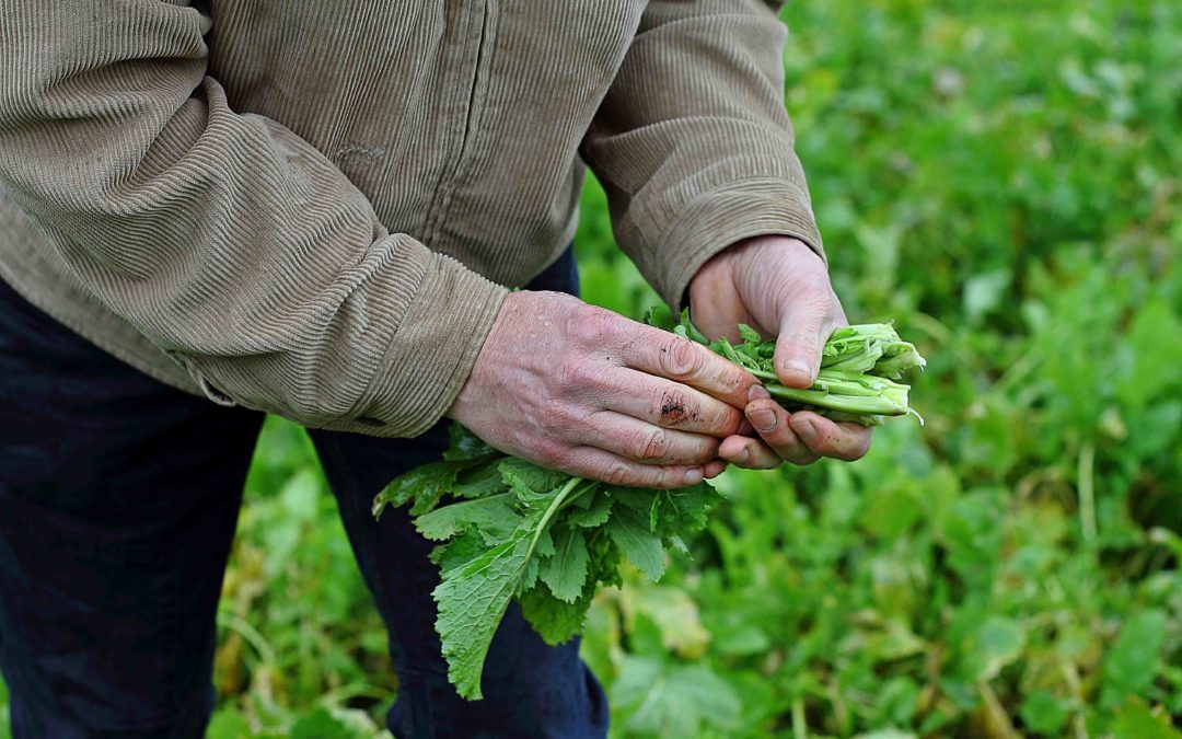 Unos 680.000 productores españoles podrán presentar la solicitud única de ayudas directas de la PAC para 2021