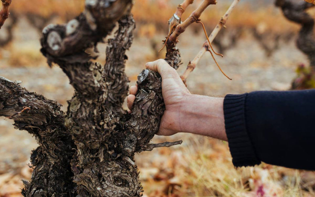 La solicitud de la DOP Viñedos de Álava hace estallar el conflicto con la DOCa. Rioja