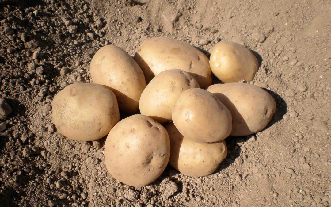 El Centro de Desenvolvemento Agrogandeiro del Inorde, listo para el cultivo de la patata de A Limia