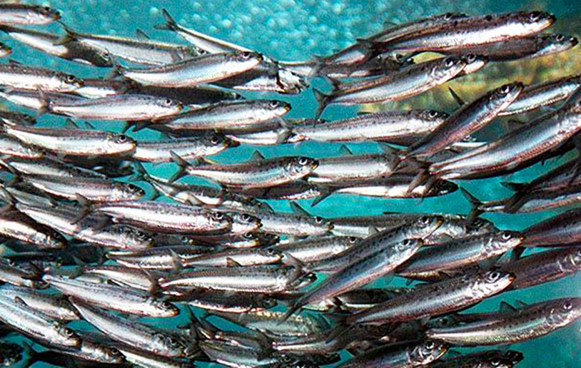 sardinas