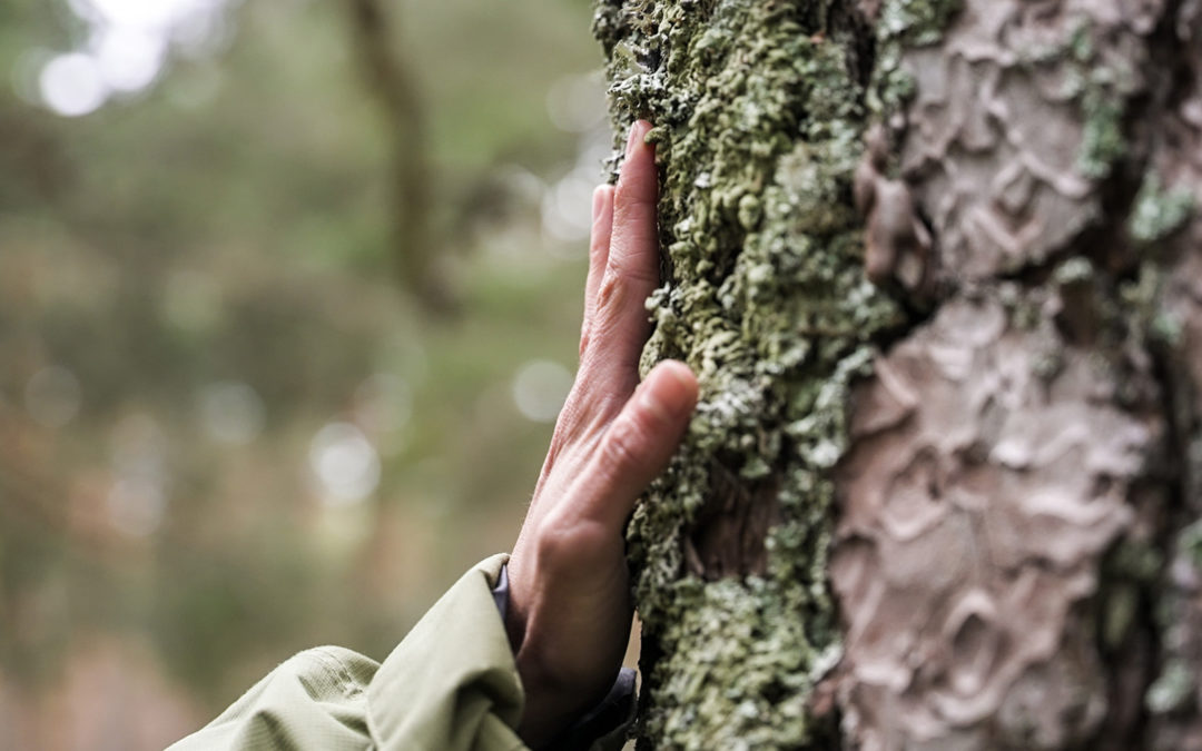 Cabreiroá se une a WWF España para restaurar un paisaje gallego afectado por incendios recurrentes