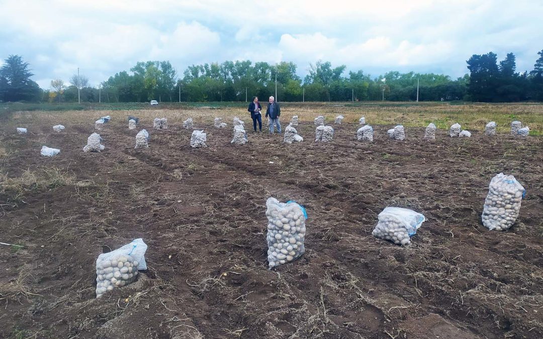 El Centro de Desarrollo Agroganadero del Inorde y Neiker colaboran en la investigación de futuras variedades de patata