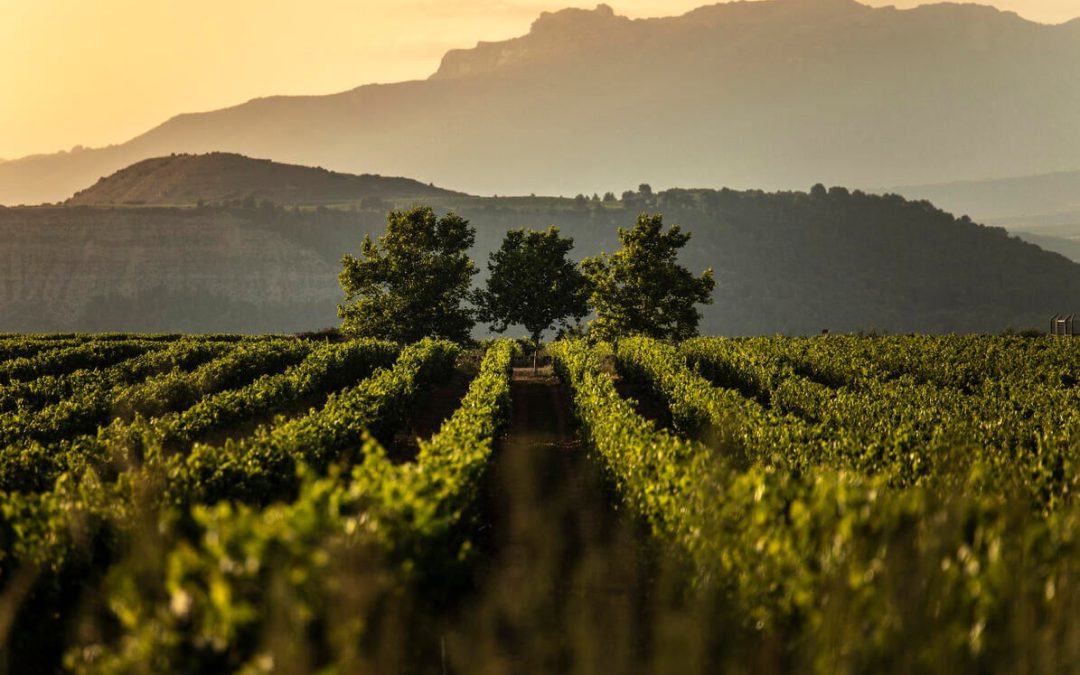 Rioja suma 15 nuevos ‘Viñedos Singulares’ afianzando su proyecto hacia la calidad y diversidad
