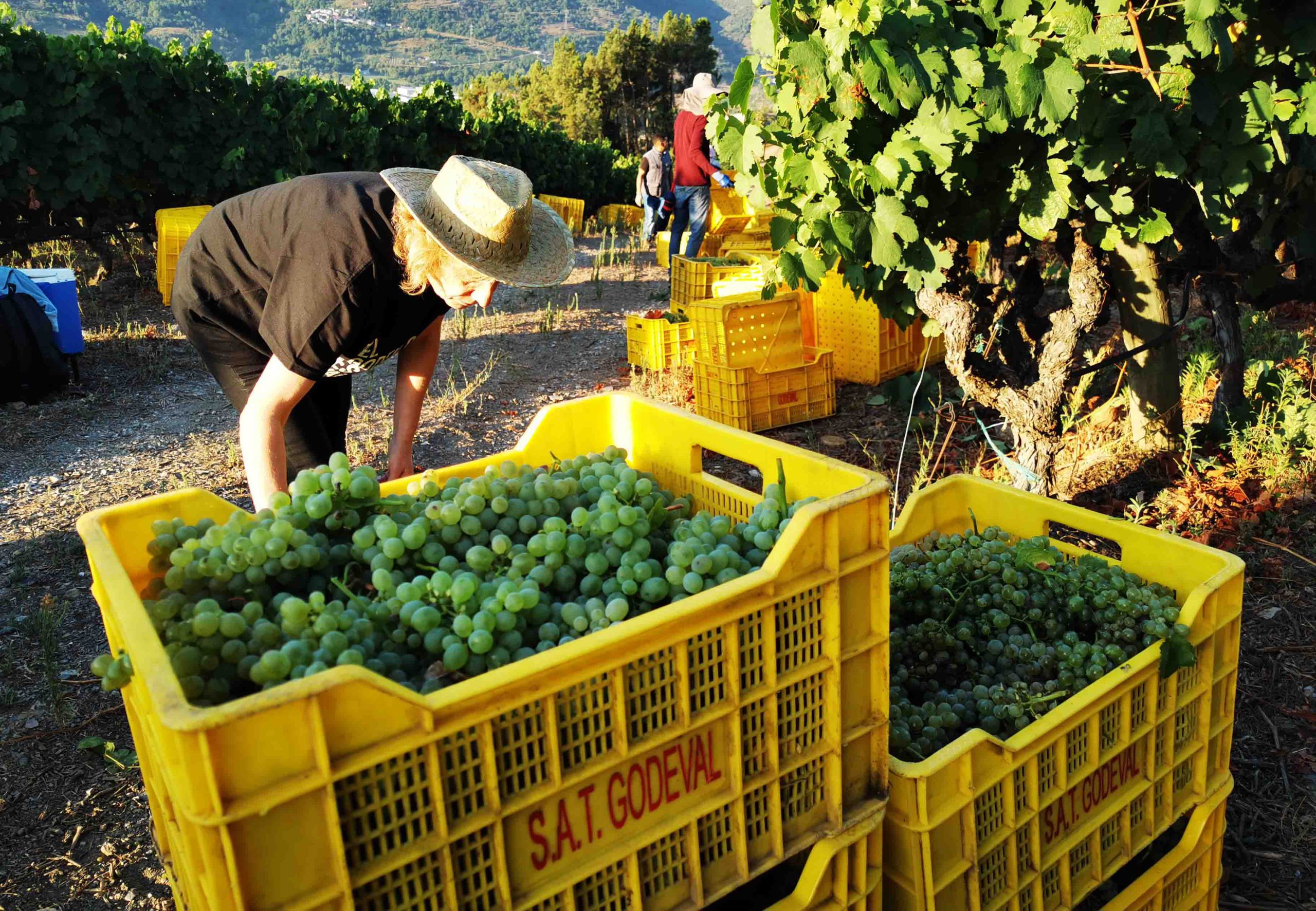 Bodegas Godeval inicia su vendimia 38 con muy buenas previsiones de cantidad y calidad