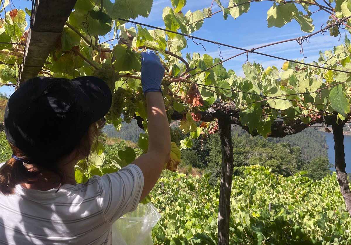 Ribeira Sacra empieza a vendimiar