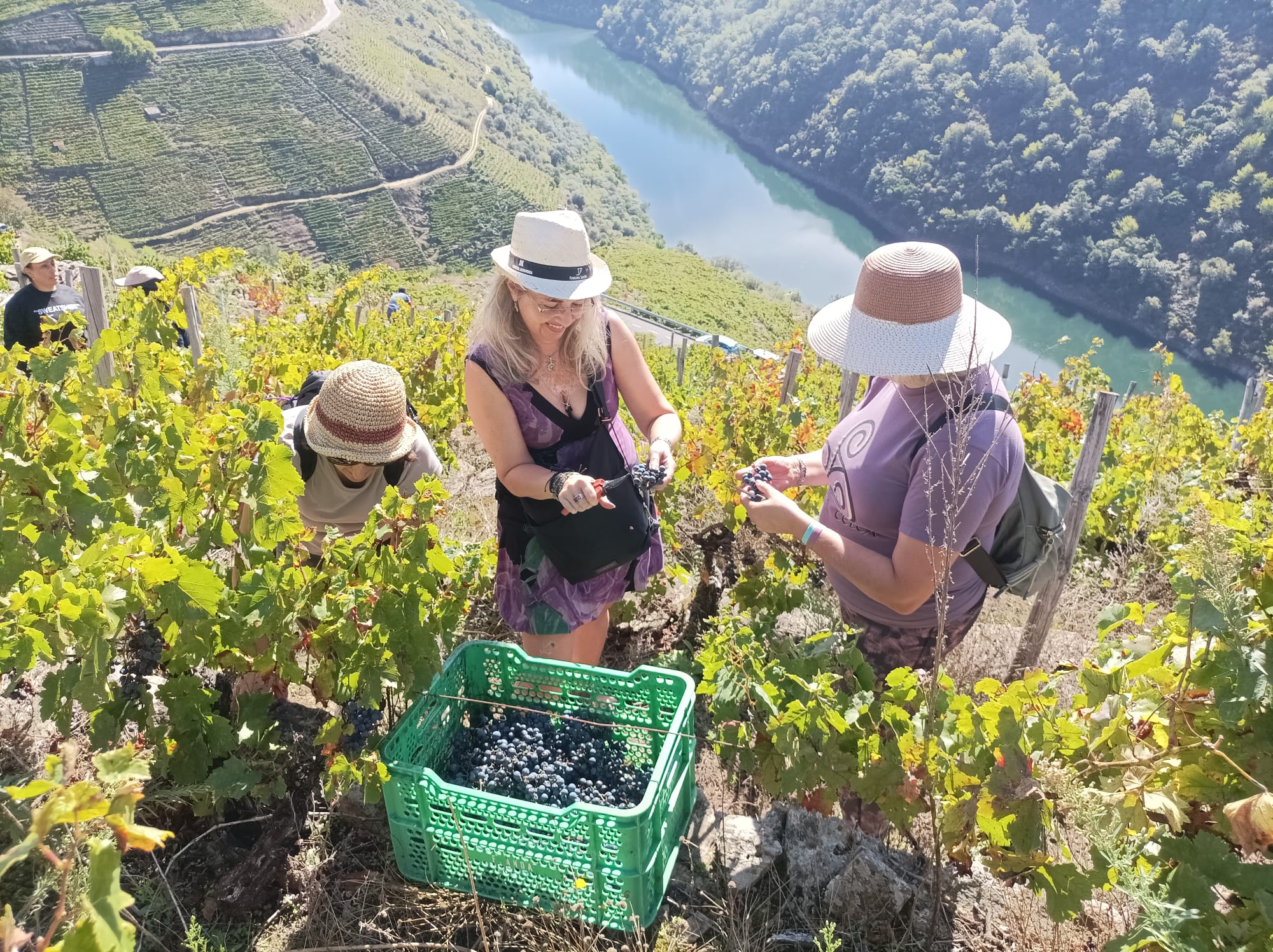 Regresa el Viñobús Vendimia a la Ribeira Sacra