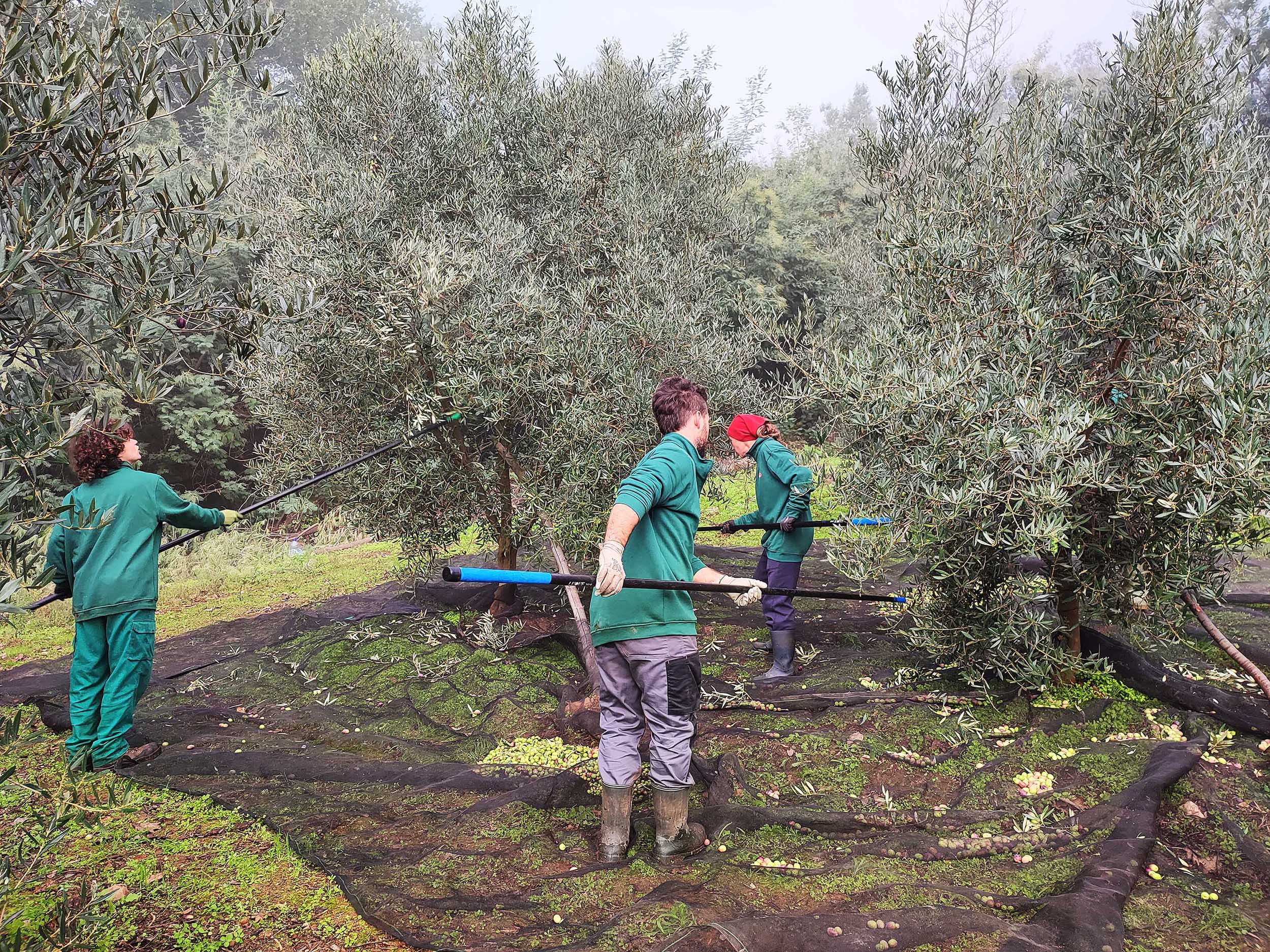 Aceites Abril, con 45.000 kg, alcanza su cosecha récord en olivas de Galicia