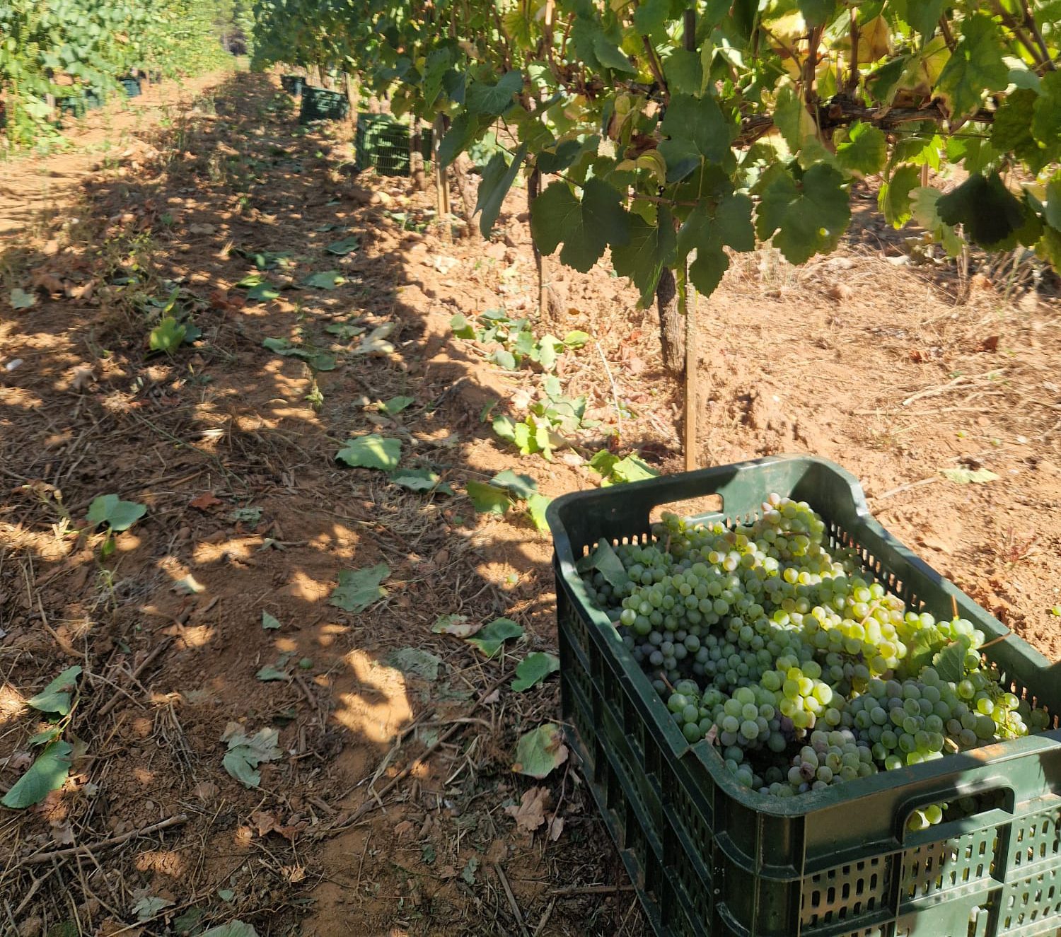 La D.O. Monterrei logra un récord histórico con 7.694.464,1 kilogramos de uva en la campaña 2024