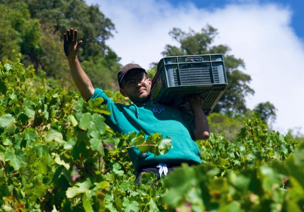 La calidad de la uva predomina en la vendimia de la Ribeira Sacra