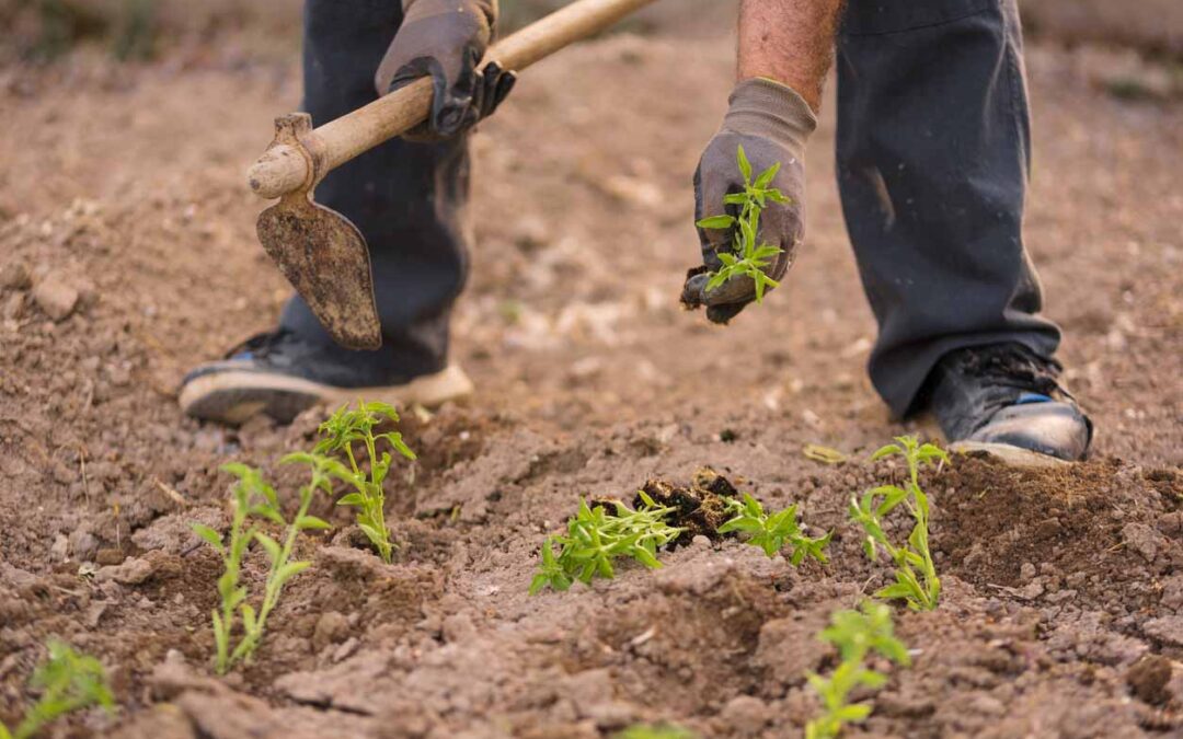 agricultura